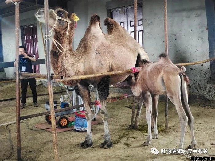 干了这杯骆驼奶,一起去看新疆阿勒泰最具特色的骆驼文化!