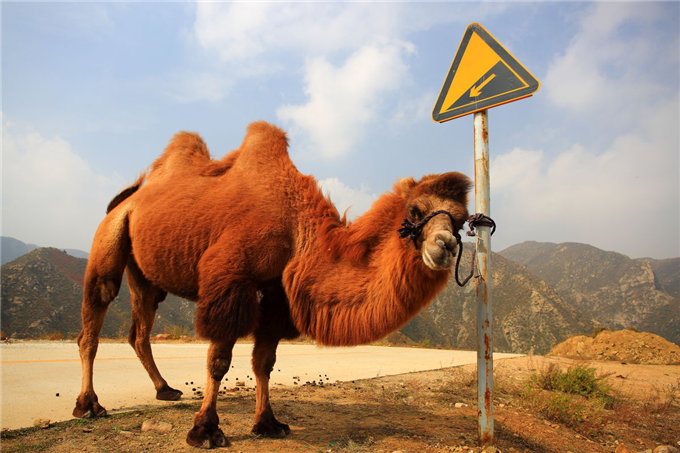 骆驼全身都具有开发利-旺源骆驼奶专卖网