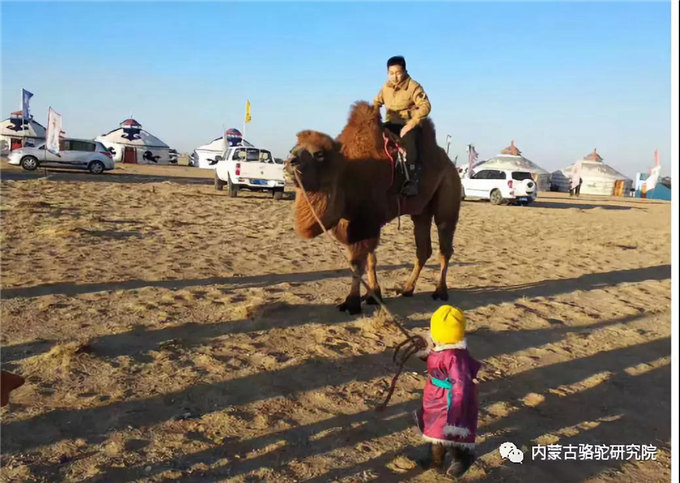 浅谈骆驼肉用价值-旺源骆驼奶专卖网