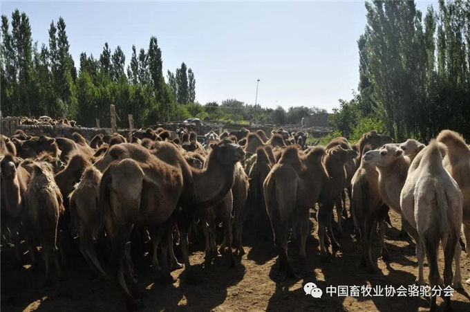 新春佳节话骆驼—新疆-旺源骆驼奶专卖网