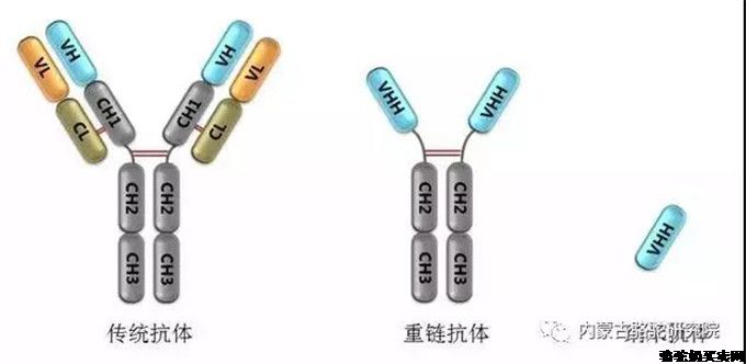 双峰驼常规抗体与重链-旺源骆驼奶专卖网