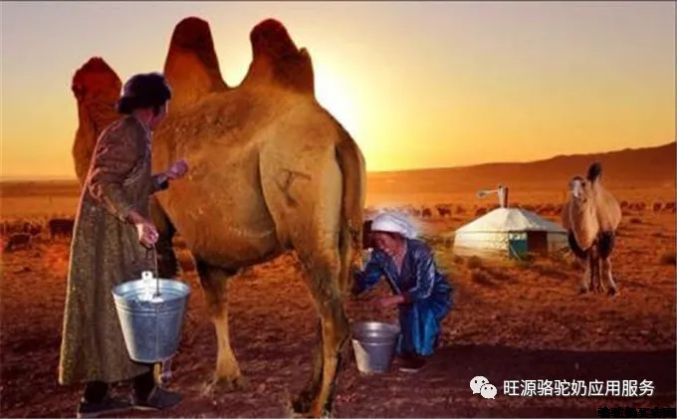 骆驼奶中赖氨酸对儿童-旺源骆驼奶专卖网