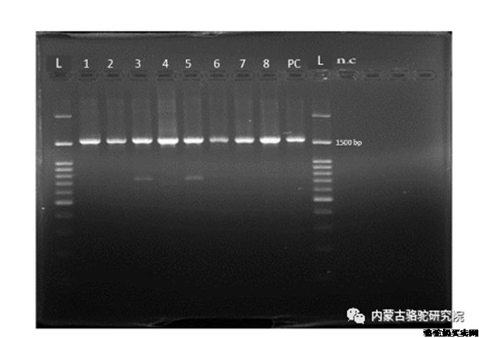 骆驼奶中益生菌的分离-旺源骆驼奶专卖网